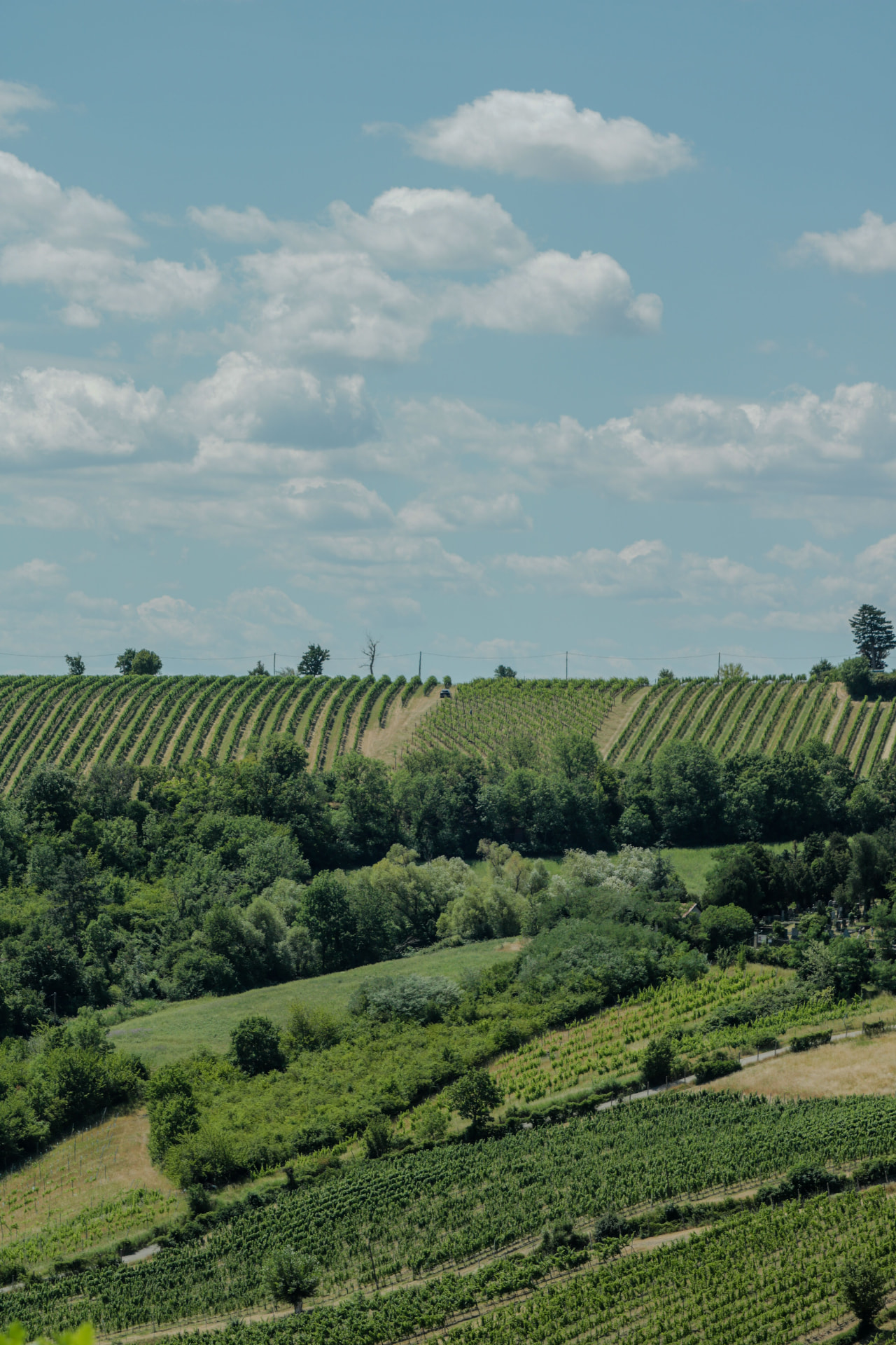 Coteaux plantés de vignes en rangées, alternant avec des bosquets d'arbres sous un ciel nuageux